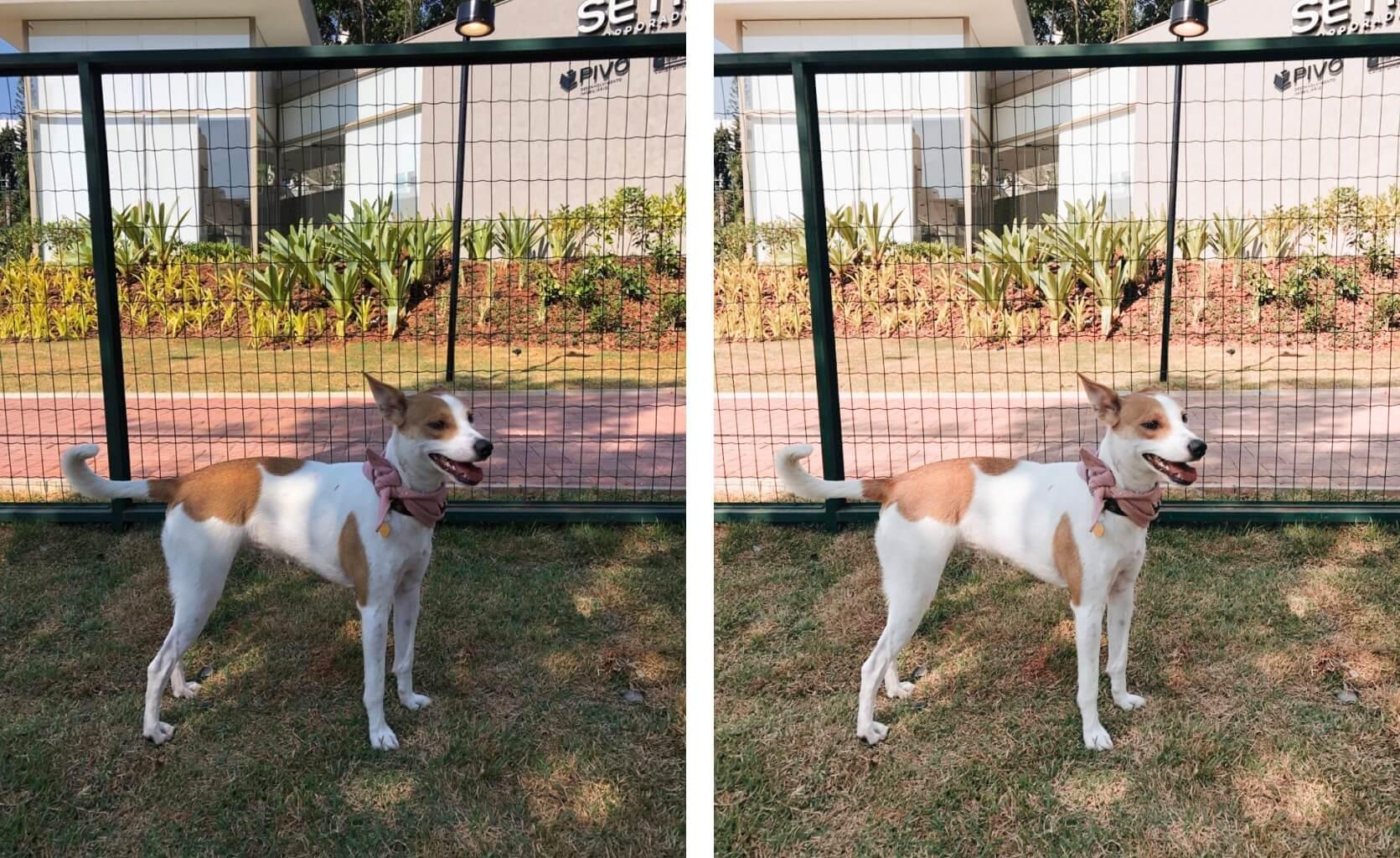 Preset para Lightroom Jasmine - Bee Mine